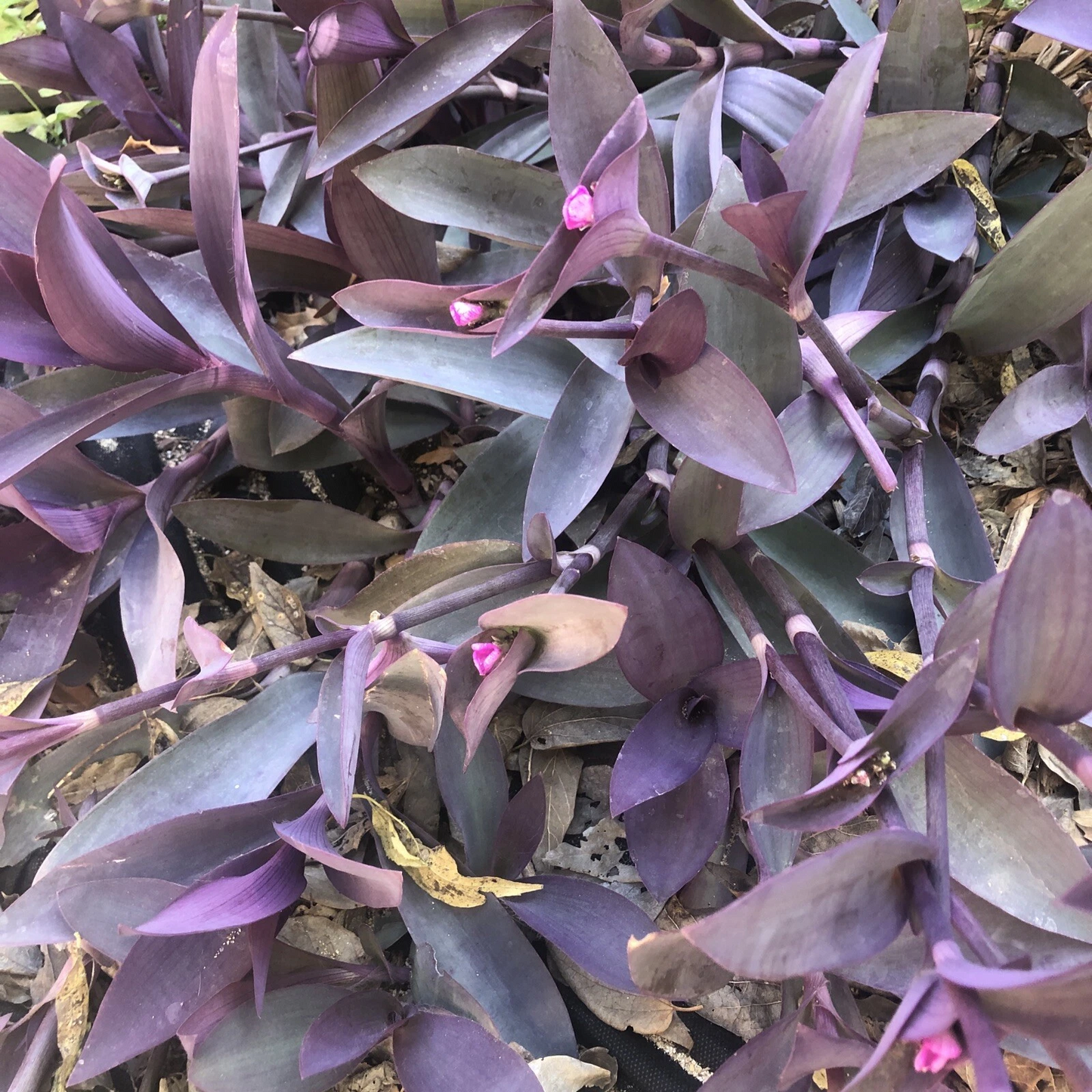 Purple Heart Cuttings – 6 Live Unrooted Tradescantia Pallida ‘Purpurea’ – Deep Purple Trailing Plant for Propagation