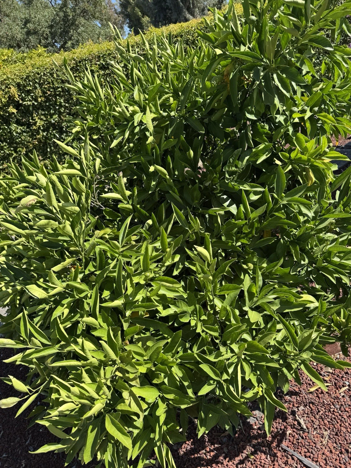 Owari Satsuma Mandarin Cuttings – 6 Unrooted Citrus Reticulata for Rooting or Grafting, Citrus Tree Propagation