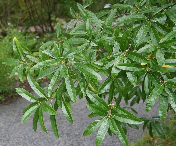 Willow Oak Cuttings - 10 Live Unrooted Quercus Phellos for Propagation - Fast-Growing Deciduous Oak Tree Cuttings