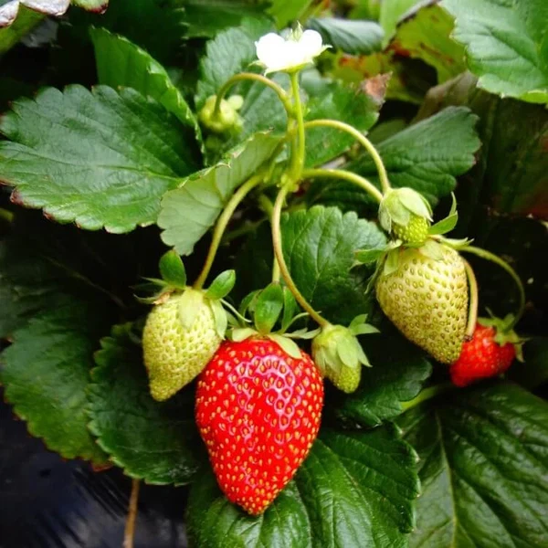 Everbearing Strawberry Plants - 5 Bare Roots, Fort Laramie Variety, Cold Hardy, Fragaria × ananassa for Garden Planting