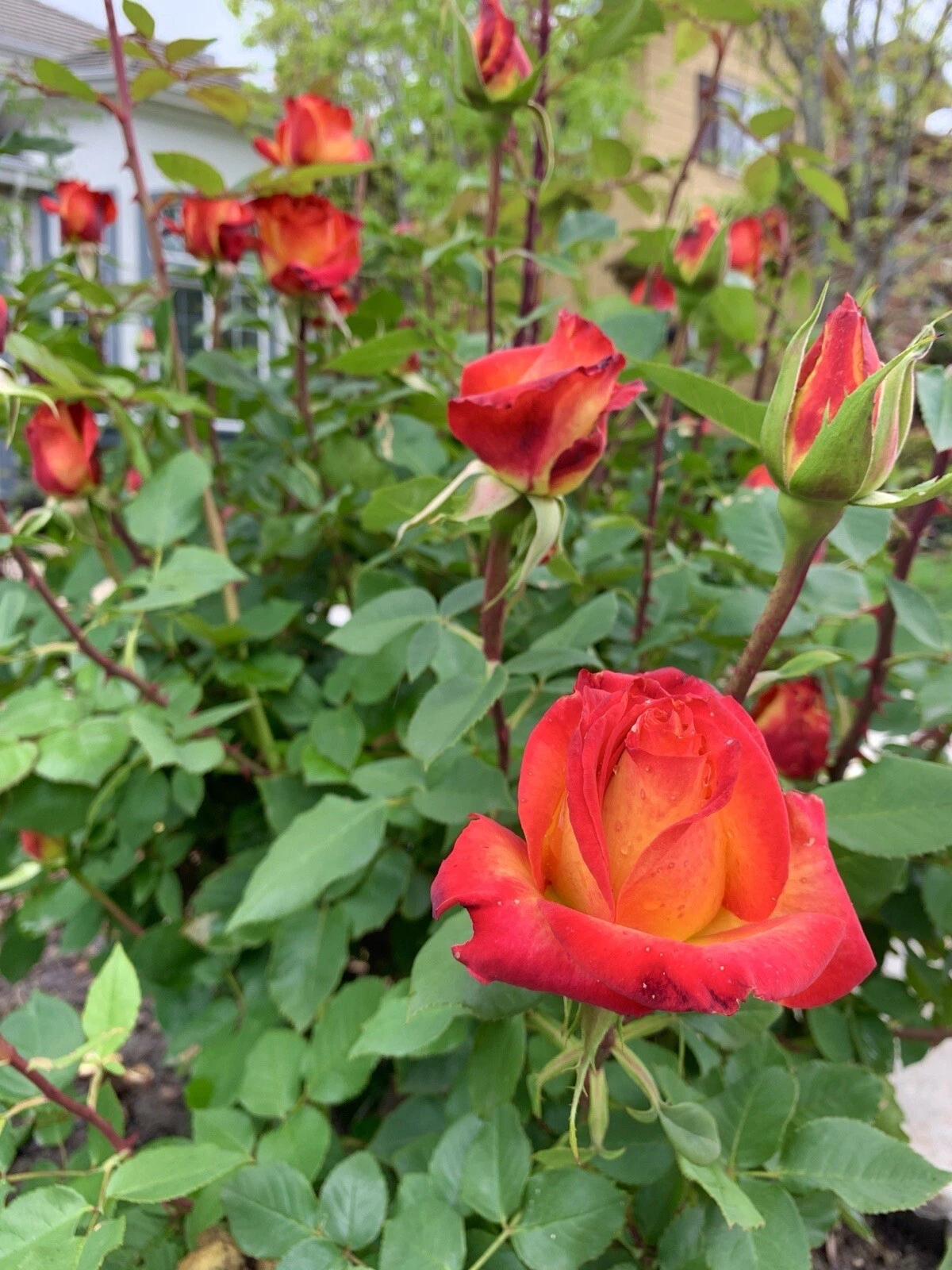 Yellow Orange Rose Cuttings – 5 Live Stems for Planting, Ornamental Flowering Rose Propagation, Rosa spp.
