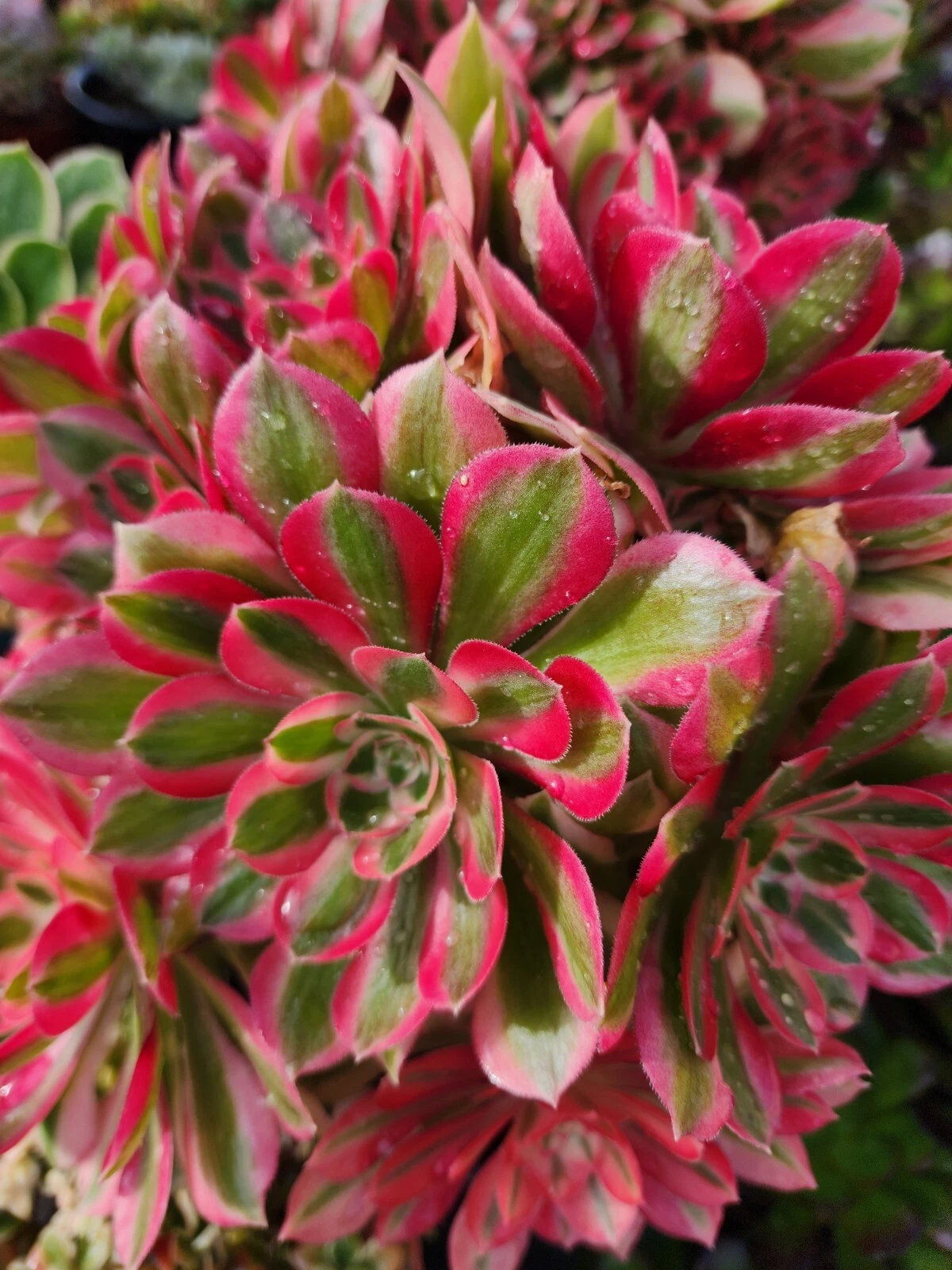 Aeonium Pink Witch Succulent Cutting 2.5 Inch Unrooted Live Rosette Plant for Propagation - Aeonium 'Pink Witch'