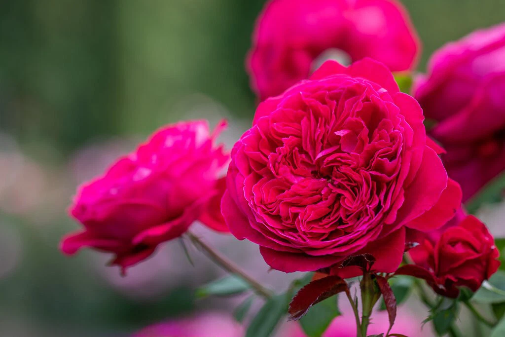 Rouge Royal Red Rose Cuttings - 3 Live Unrooted Cuttings for Rooting or Grafting - Rosa spp. Ornamental Red Roses