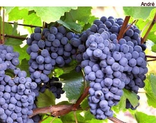 30 Fresh Green Andre Blue Grape Vine Cuttings for Propagation - Vitis spp. Cold-Hardy Variety for Cool Climates