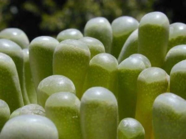 Baby Toes Seeds - 20 Fenestraria rhopalophylla Succulent Seeds, Rare Mesemb for Indoor Growing, Desert Plant Collection