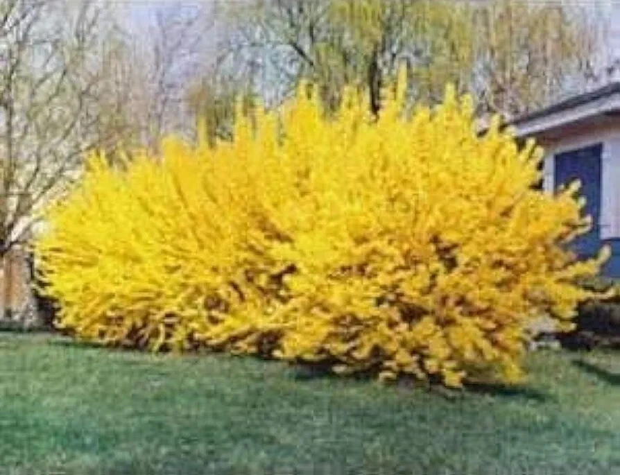 Forsythia Shrub Cuttings – 10 Unrooted 6–8 Inch Cuttings – Yellow Flowering Ornamental Bush – Forsythia spp.