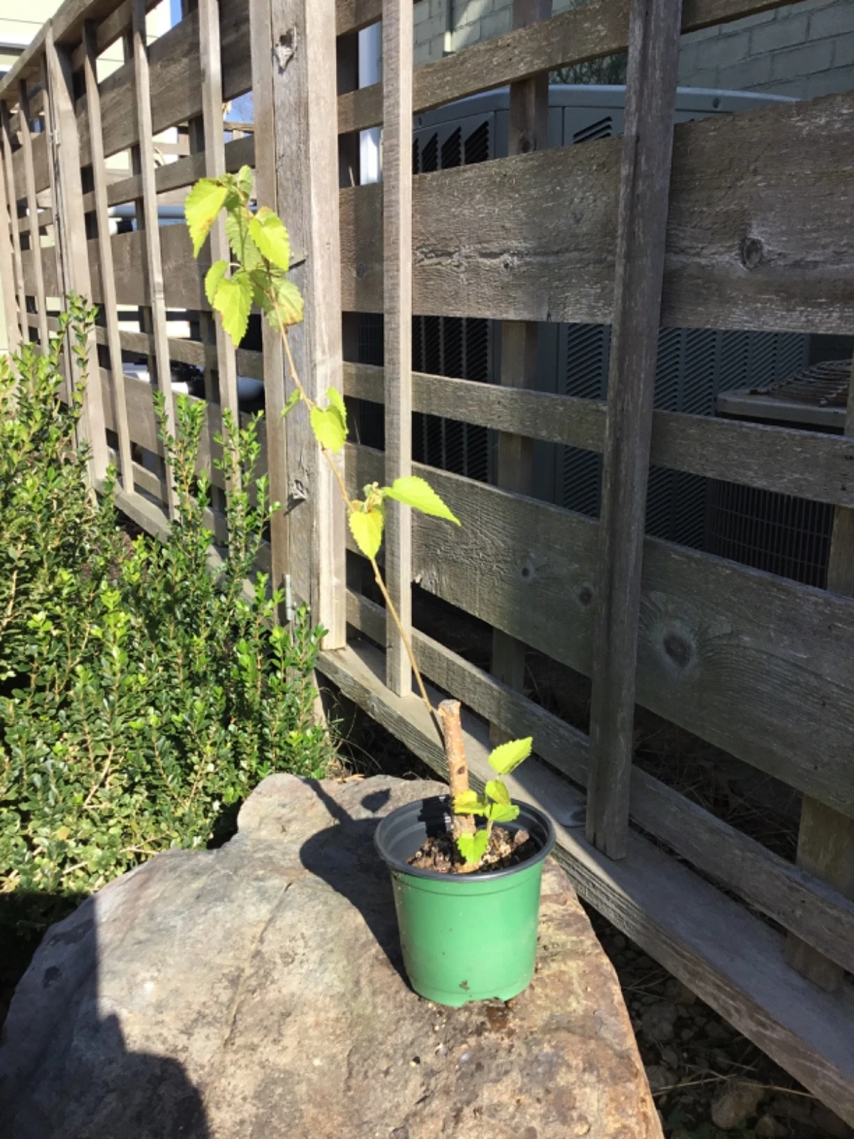 Everbearing Black Mulberry Tree Cuttings 6–17 Inch Unrooted for Propagation Morus nigra Dormant Cuttings for Home Gardens