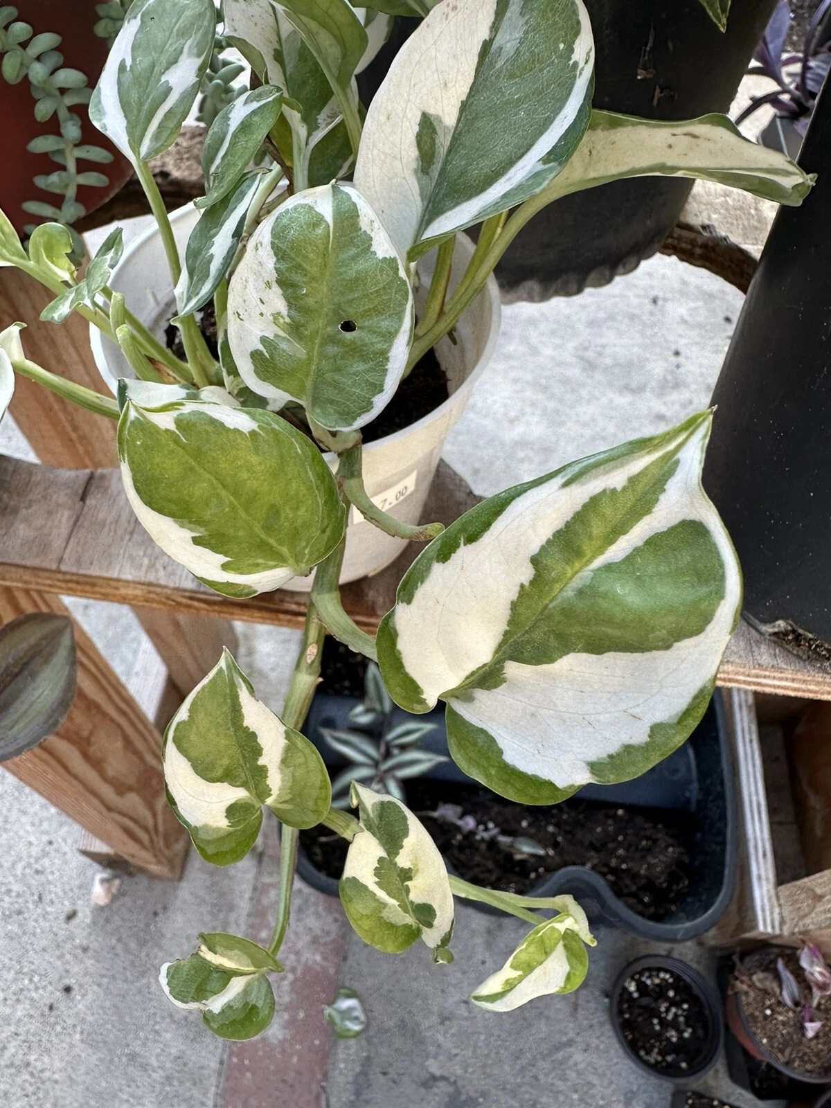 Pothos N'Joy Cuttings - 3 Unrooted Stems, Green & White Variegated, Epipremnum Aureum for Indoor Planting & Propagation