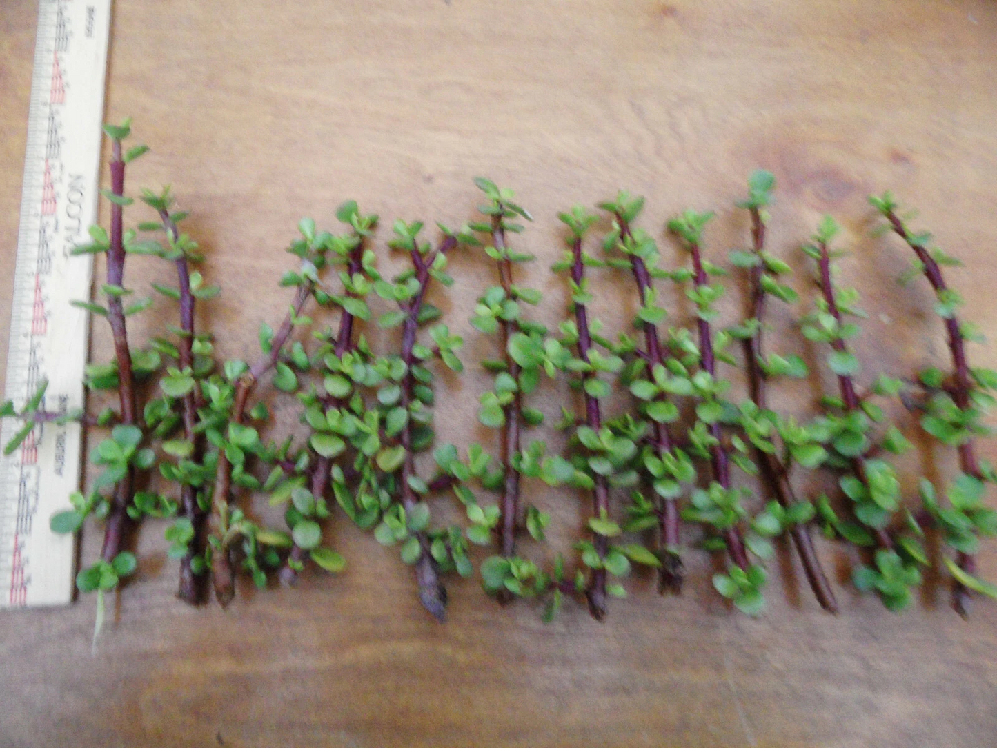 12 Fresh Portulacaria afra Cuttings – Red-Stem Spekboom Succulent, 6-Inch for Easy Propagation and Bonsai, Unrooted Stems