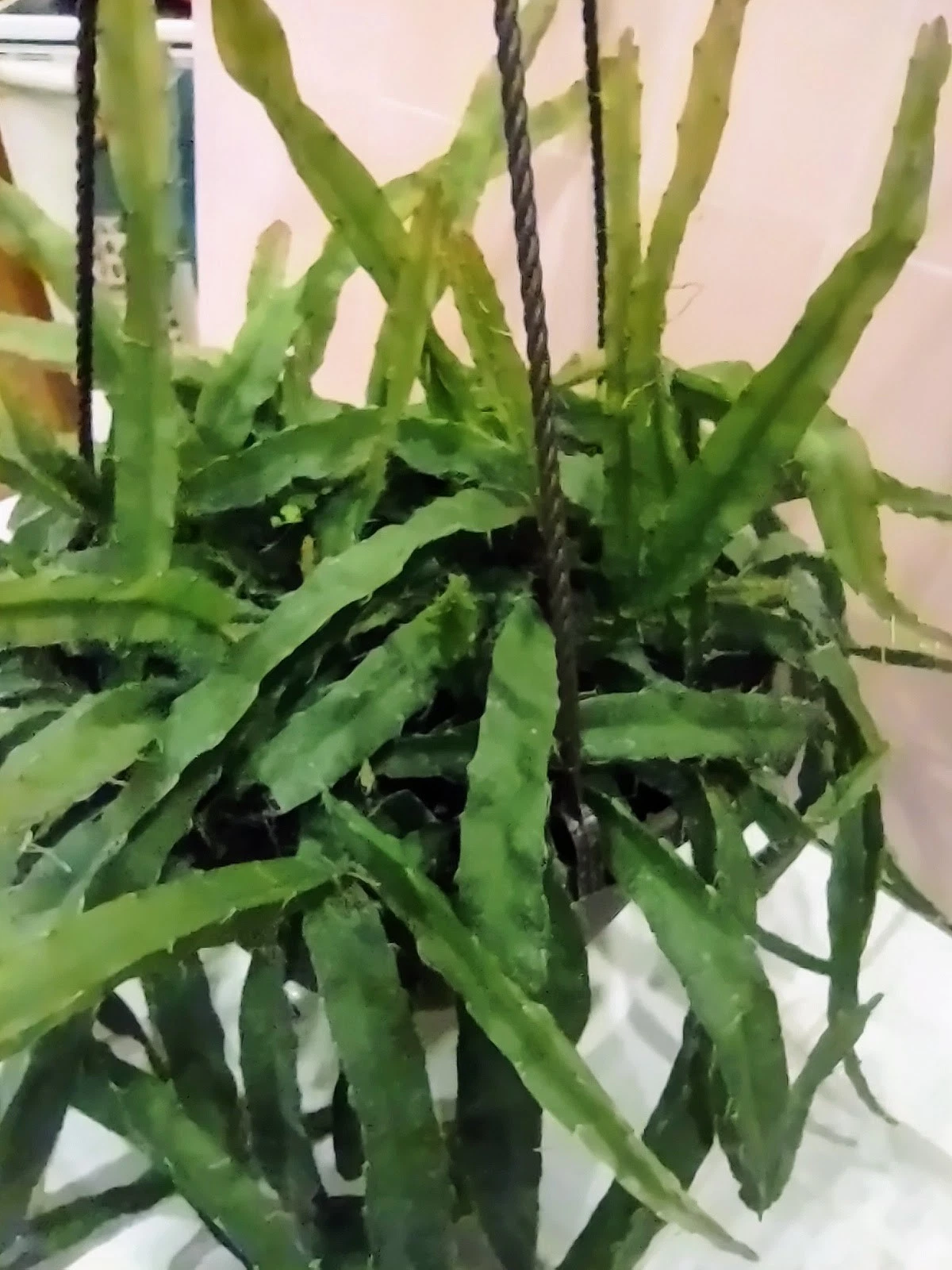 Unrooted Cutting Lepismium Cruciforme Hurricane Cactus Easy Grow Epiphytic Cactus for Hanging Baskets