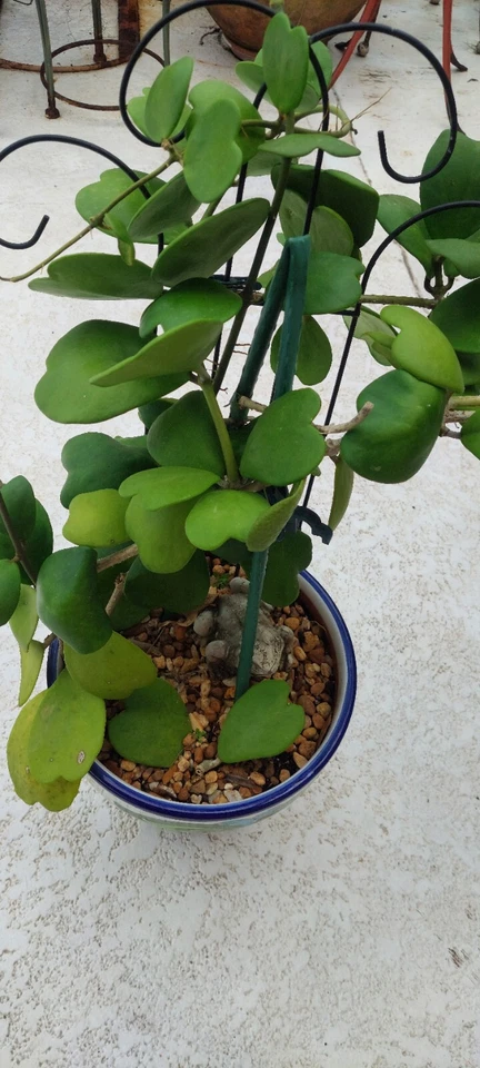 Hoya Cutting - Unrooted Heart-Shaped Vine with 2 Leaves & 1 Node - Hoya kerrii - Perfect for Propagation