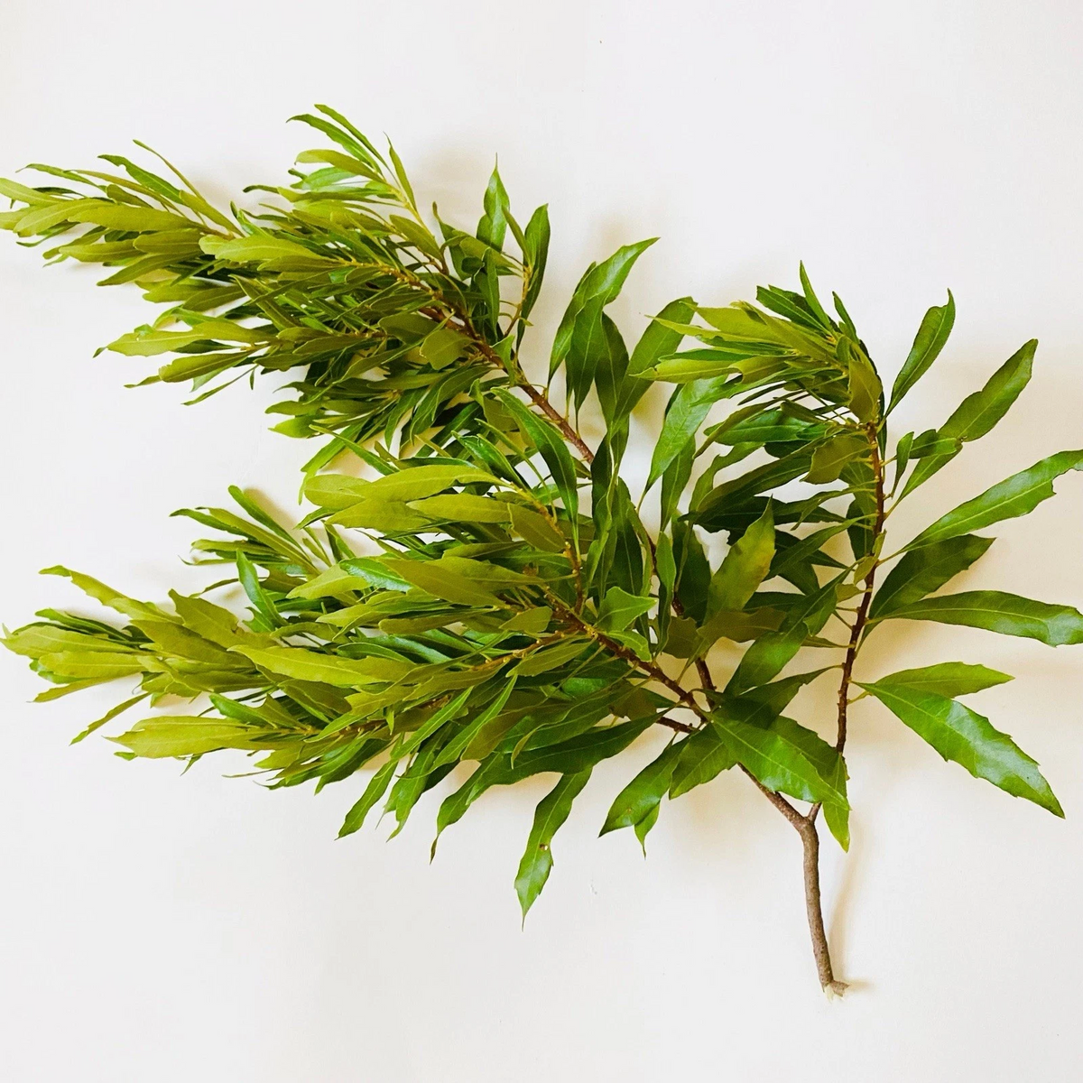 Bayberry Cuttings 6 Pack Unrooted Myrica Cerifera Native Shrub 12 Inch Long for Propagation and Planting