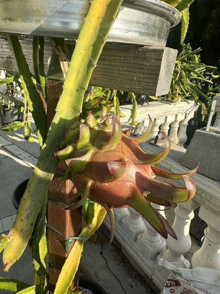 Coco Iris Dragon Fruit Cutting – 10–15" Long Cactus Stem, Rare Hylocereus Variety for Exotic Fruit Gardens and Collectors