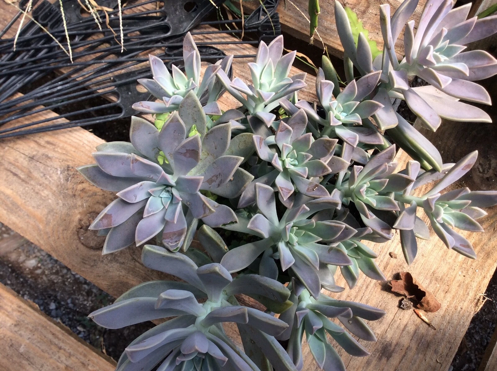 Echeveria Ghost Plant Cuttings – 2 Live Lilacina Succulent Cuttings 2-4 Inches – Echeveria lilacina for Propagation