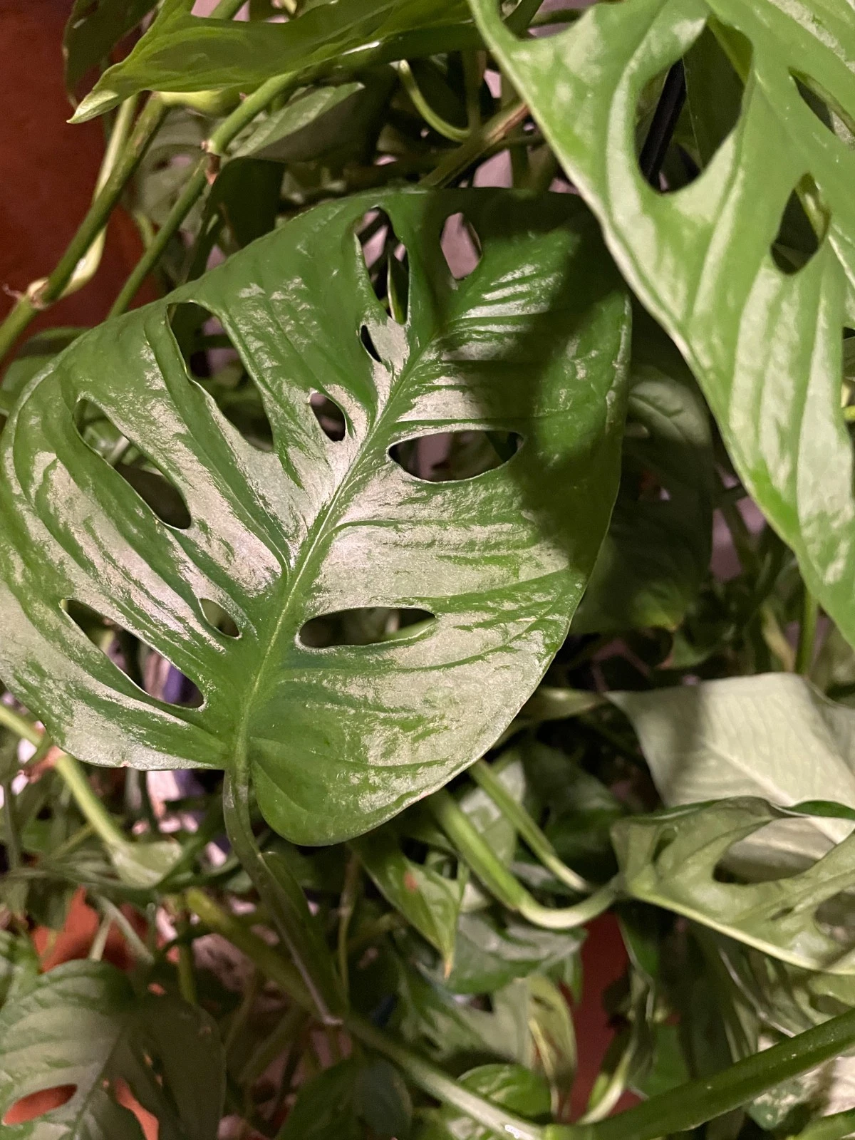 Monstera Adansonii Aurea Cuttings - 2 Unrooted Pieces with 2 Nodes Each - Live Tropical Houseplant for Propagation - Monstera adansonii