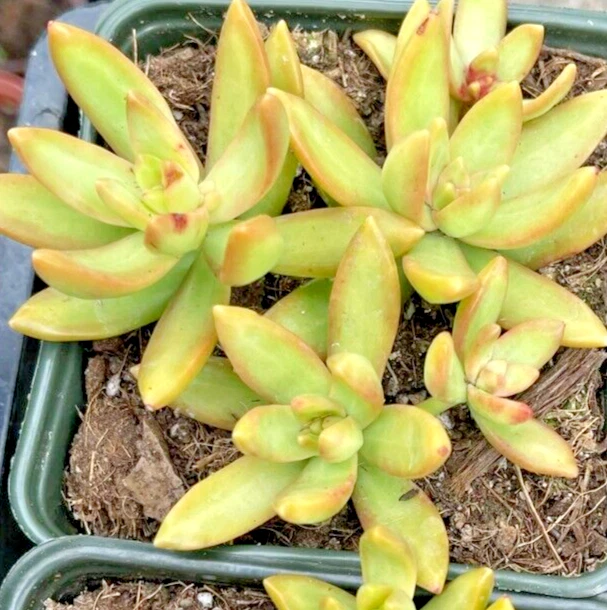 Sedum Cuttings - 3 Live Golden Glow Succulent Cuttings - Yellow Rosette Foliage - Sedum adolphii for Propagation