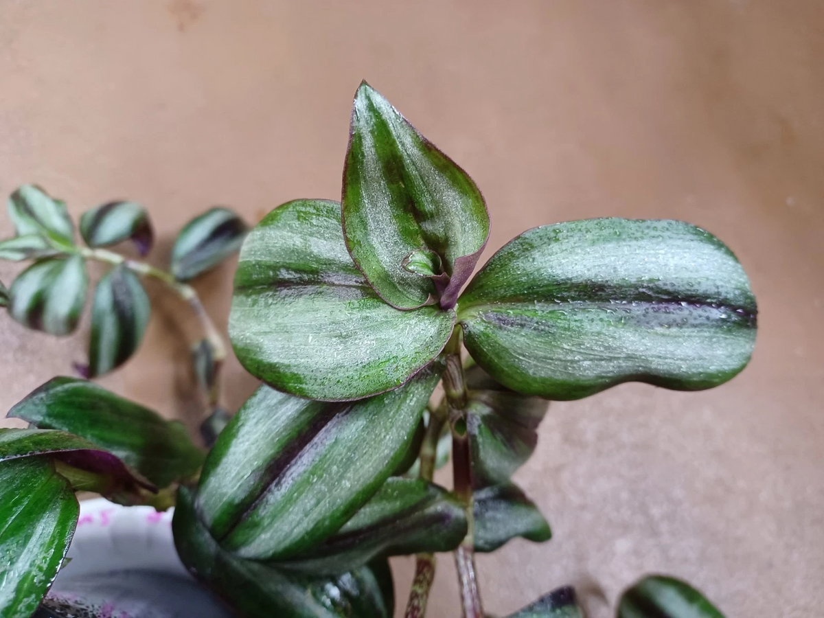 Live Tradescantia Zebrina ‘Silver Smudge’ Cuttings - Wandering Jew Houseplant for Indoor Growing - Unrooted Propagation