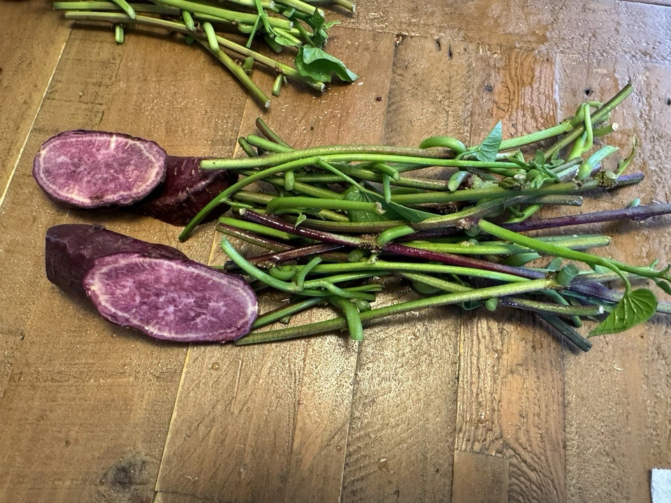Japanese Molokai Sweet Purple Potato Slips - 25 Live Cuttings for Garden Planting - Ipomoea batatas
