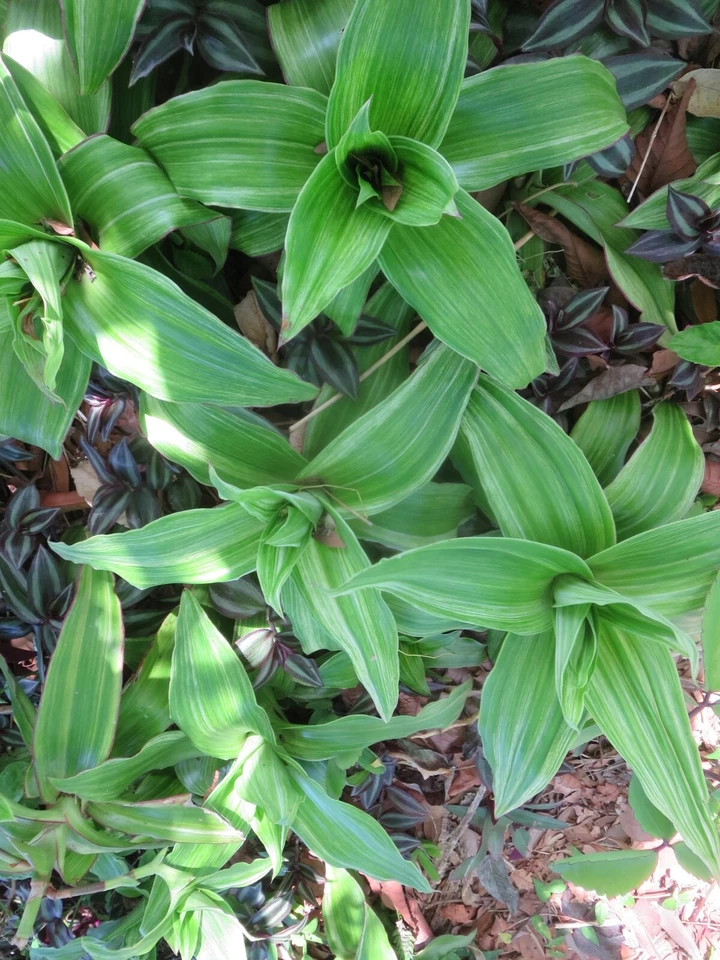 Variegated Callisia fragrans Pups – 2 Fresh Indoor Basket Plants, Easy Trailing Houseplant, Green with Cream Variegation