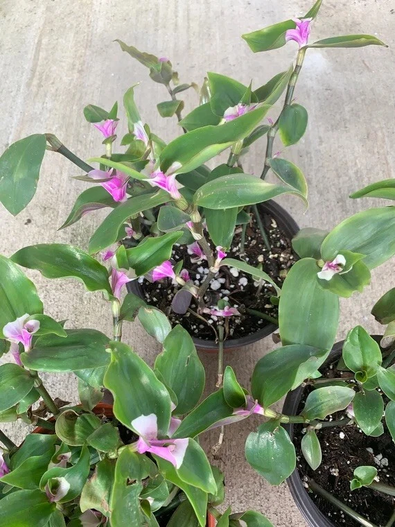 Variegated Tradescantia Blushing Bride Cuttings - 3 Live Unrooted Cuttings for Indoor Propagation - Tradescantia ‘Blushing Bride’