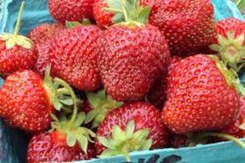 Honeoye Strawberry Plants - Lot of 10 - Junebearing - Fragaria ananassa 'Honeoye' - Disease Resistant, Fast Growth, Self-Pollinating