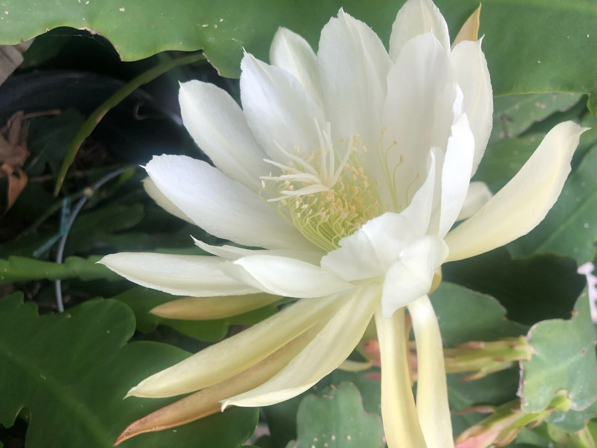 Epiphyllum Orchid Cactus Cuttings – 2 Live Unrooted White ‘White Shining’ Cuttings for Propagation – Epiphytic Cactus