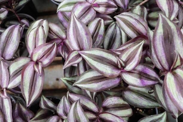10 Live Tradescantia Zebrina Cuttings - Purple Inch Plant - Easy-Rooting Trailing Houseplant - Vibrant Striped Foliage