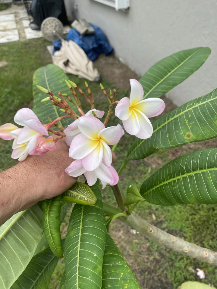 Orange Rainbow Plumeria Cuttings 6-12 Inch Unrooted Frangipani for Propagation - Tropical Flowering Tree Stems