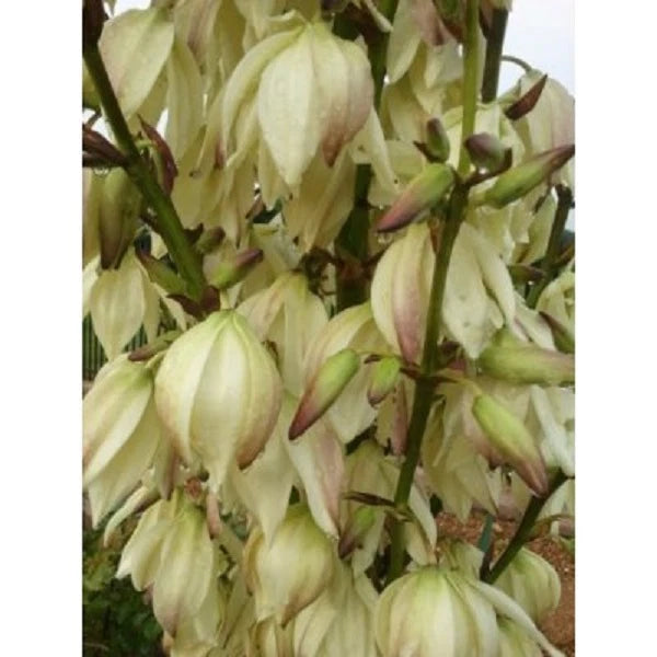 Yucca Starter Plant 15-20 Inches Fresh Bare Root Yucca brevifolia