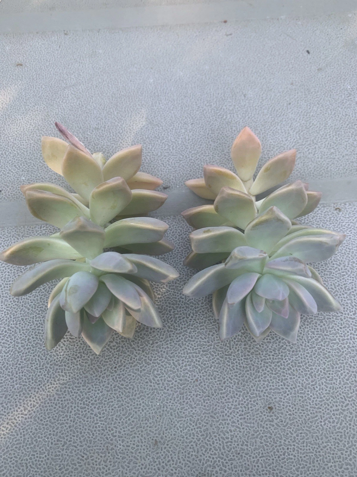 Ghost Plant Succulent Cuttings – 2 Unrooted Graptopetalum paraguayense Cuttings for Propagation, Gray-Lavender Rosette Foliage