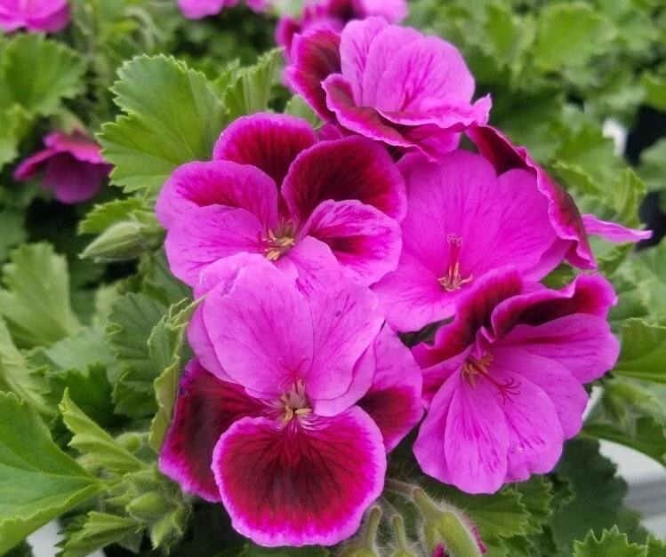 Martha Washington Geranium Cuttings Set of 6 Rose Pink Pelargonium Live Plant Starters for Propagation and Container Gardening