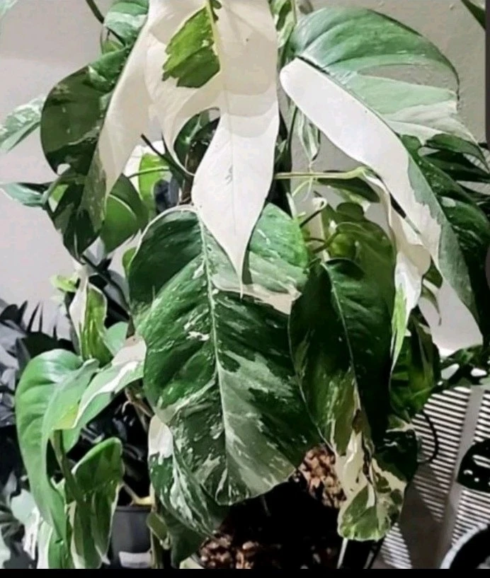 Epipremnum Pinnatum Albo Cuttings - 2 Unrooted Variegated Cuttings, Rare Tropical Houseplant - Indoor Plant Propagation