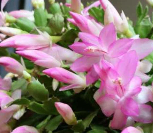 Christmas Cactus Plant 4 Inches Light Pink Zygocactus Live Plant - Indoor Succulent for Home Decor