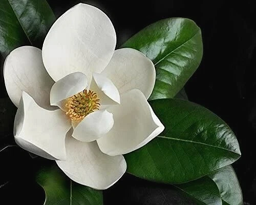 Southern Magnolia Tree Cuttings Set of 8 Unrooted Cuttings for Propagation, Magnolia grandiflora, Evergreen Ornamental Tree