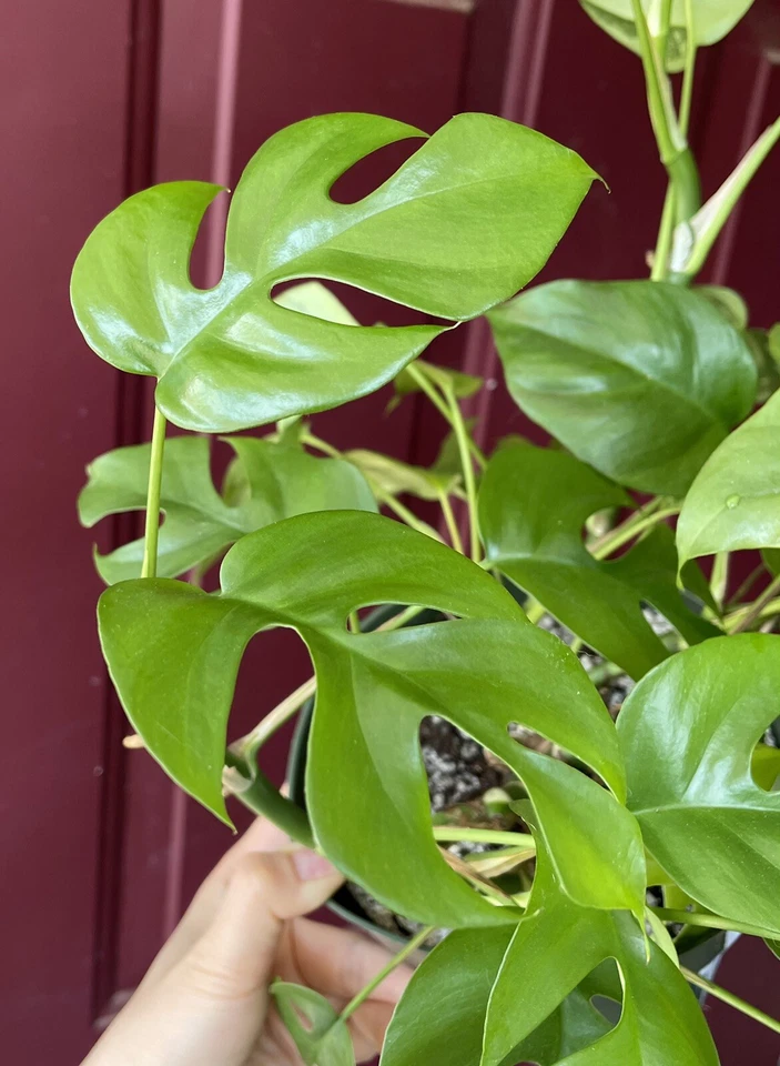 Rhaphidophora Tetrasperma Cuttings - Mini Monstera 2 Unrooted Cuttings with 2 Leaves & 2 Nodes for Propagation