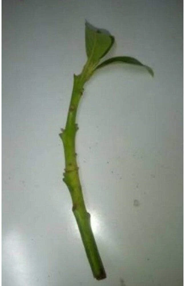 Fuerte Avocado Scion Cuttings - 4 Fresh Grafting Cuttings from Healthy Tree - Persea americana ‘Fuerte’ for Propagation