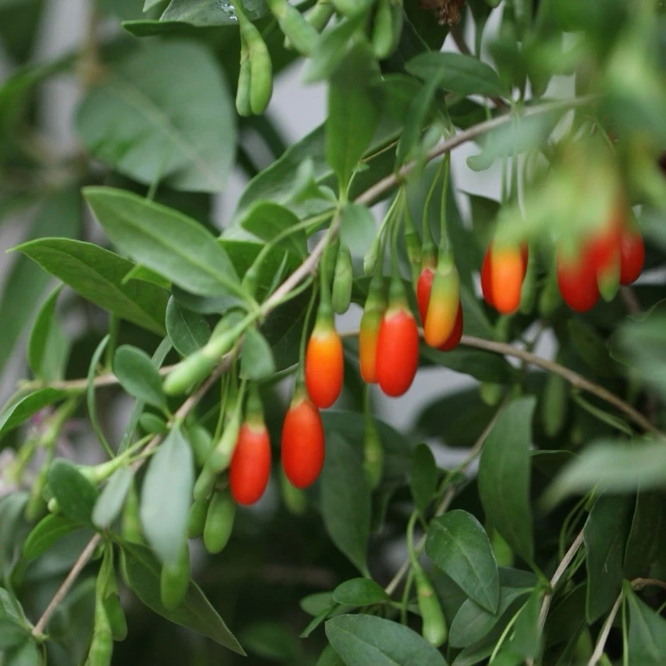 Goji Berry Plant in Pot - Live Lycium Barbarum Starter - Easy Grow Red Fruit Shrub for Garden or Containers