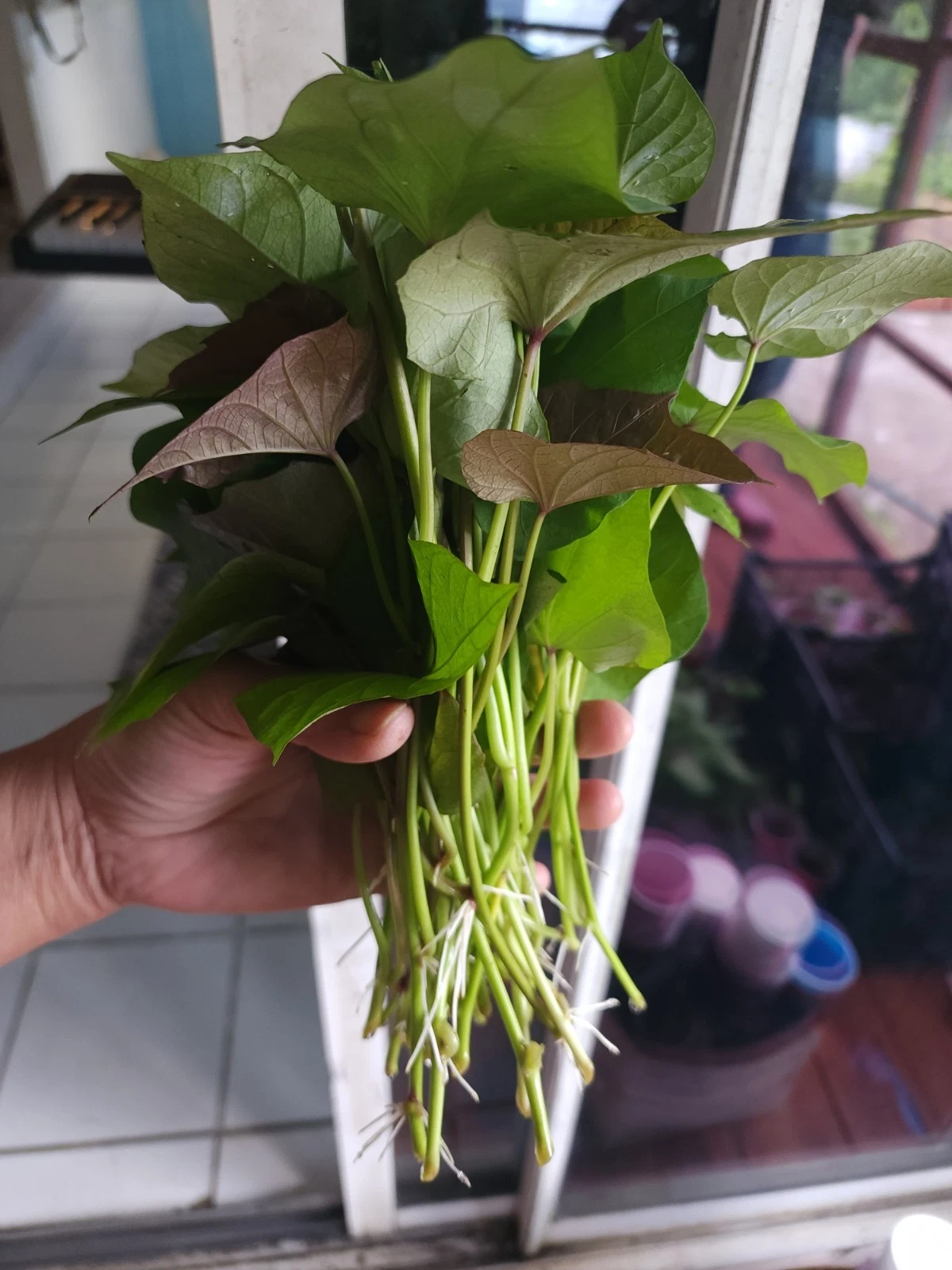Okinawa Purple Sweet Potato Slips - 10 Live Cuttings - Ipomoea Batatas - Organic Planting Material for Home Gardens