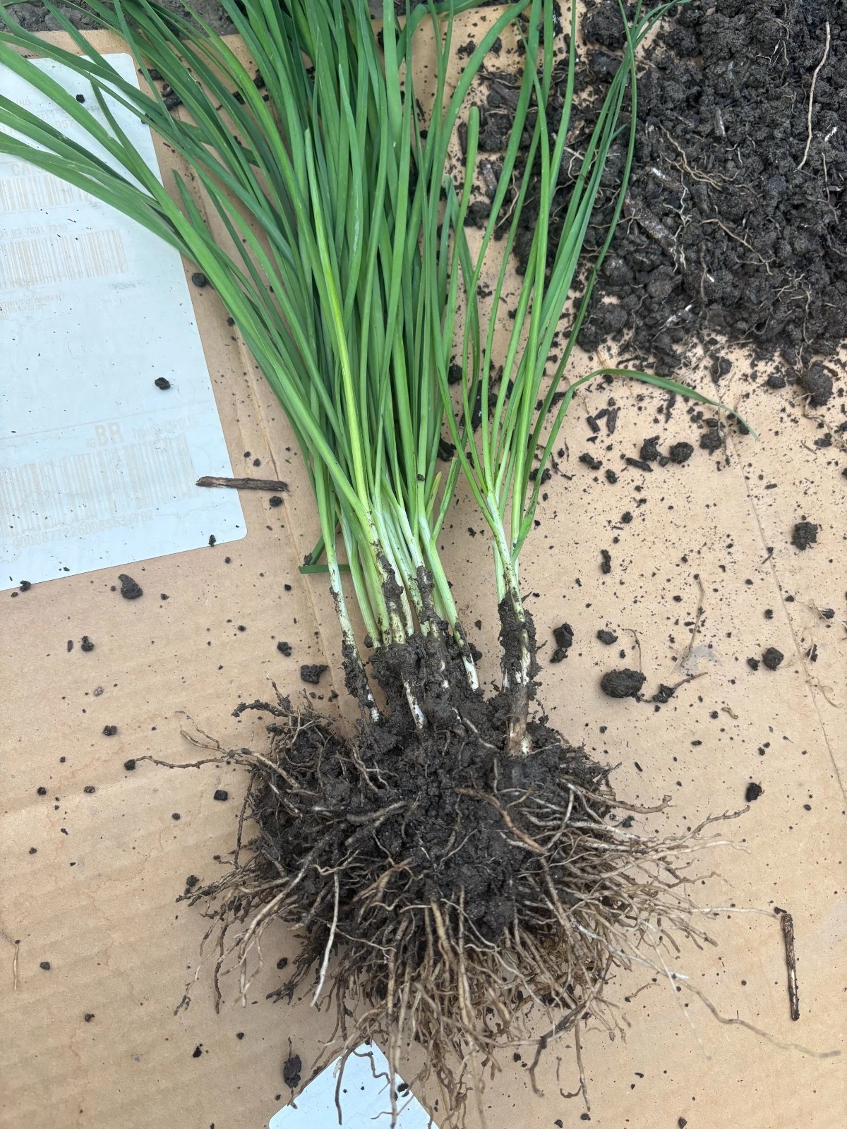 Garlic Chives Plants - 100 Live Bare Root Stalks, Allium tuberosum, Perennial Herb for Garden and Culinary Use