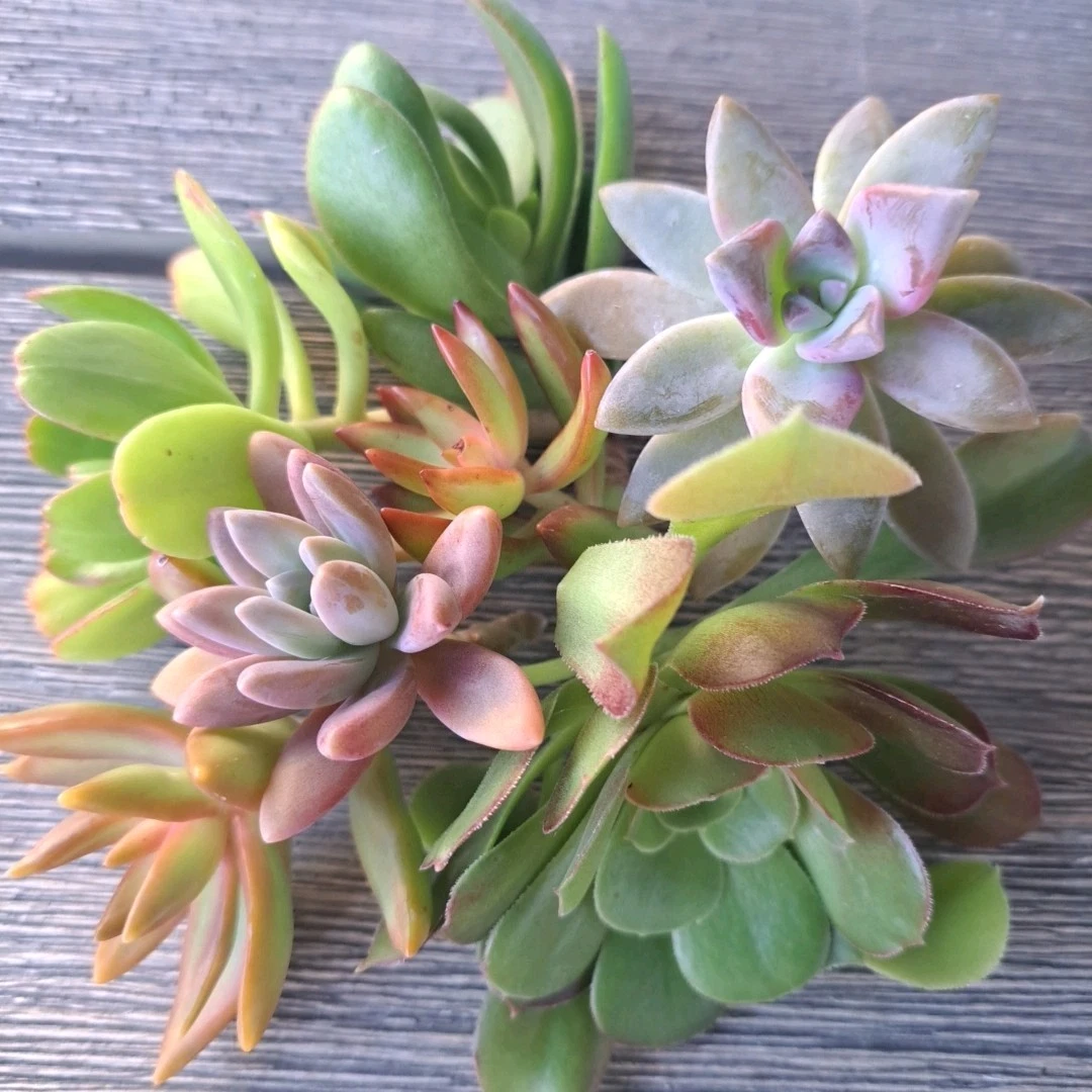 Assorted Succulent Cuttings - 5 Live Unrooted Plant Cuttings for Propagation - Mixed Varieties (Succulents)
