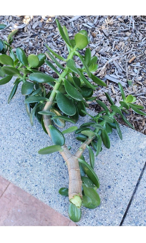 Jade Plant Cuttings Set of 2, Thick Crassula ovata Succulent, 0.75–1 Inch Diameter, Ideal for Propagation and Growing