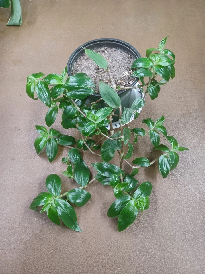 Fresh Tradescantia Zebrina Flocculosa Cuttings - Unrooted Indoor Trailing Houseplant with Purple Green Foliage - Propagation Ready