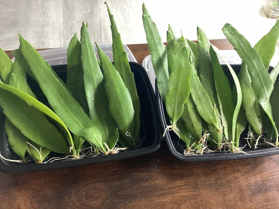 Queen of the Night Cactus Cutting – 4–12 Inch Unrooted Epiphyllum oxypetalum Leaf Cutting for Propagation and Indoor Growing