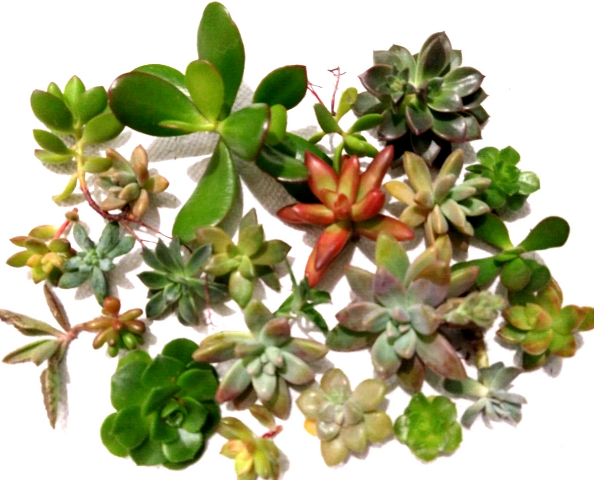 Assorted Succulent Cuttings Lot – 15 Live Unrooted Cuttings for Propagation – Various Succulent Genera