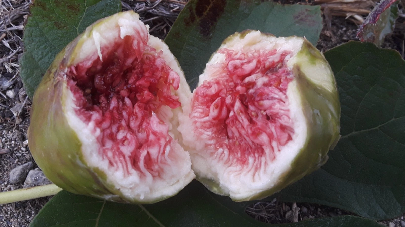 White Adriatic Fig Tree Cuttings - 5 Unrooted Scions for Propagation, Ficus carica ‘White Adriatic’, Outdoor Fruit Tree