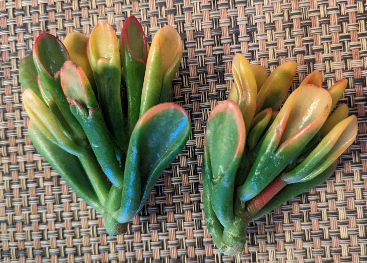 Variegated Gollum Jade Cutting – 2 Inch Unrooted Succulent Cutting – Crassula ovata ‘Gollum’ for Propagation and Container Growing