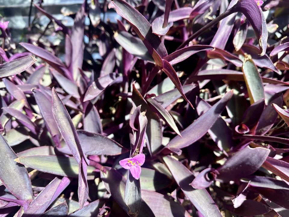 Purple Heart Cuttings - 8 Fresh Deep Purple Tradescantia pallida - Easy-Rooting Tropical Vine for Indoor/Outdoor Use