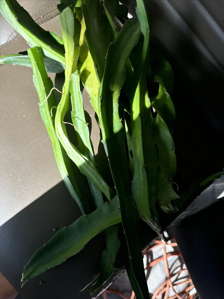 Dragon Fruit Cuttings for Planting – Box of 10 Large Unrooted Pitaya Stems, 15–26 Inch Tropical Cactus