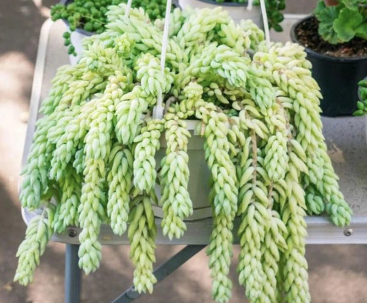 Burro’s Tail Succulent Cutting - Sedum morganianum Live Plant for Propagation - Trailing Green Indoor Garden Plant