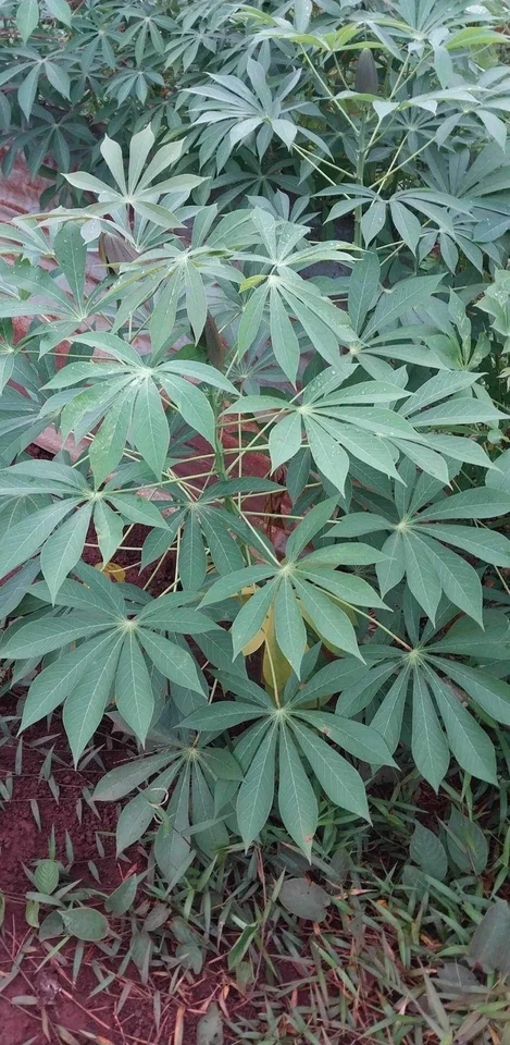 Organic Sweet Red Cassava Cuttings - 5 Live Yuca Stems - Manihot esculenta - Edible Garden Starter for Tropical Climates